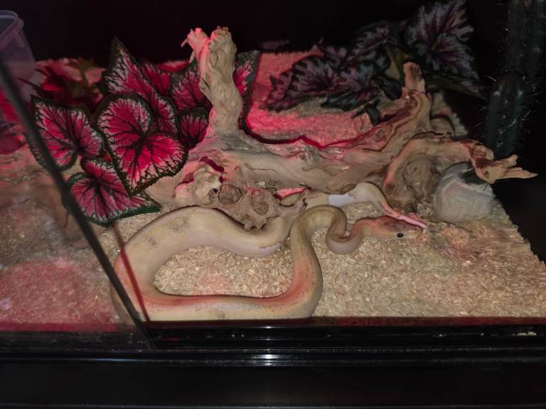 Champagne/Banana Royal ball python 