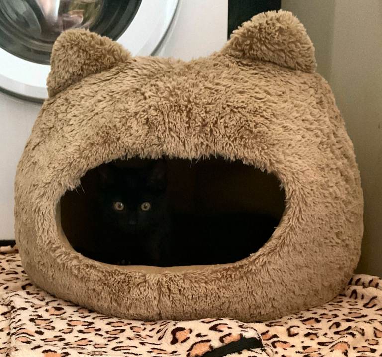 Beautiful Black Female Kitten – Healthy & Playful