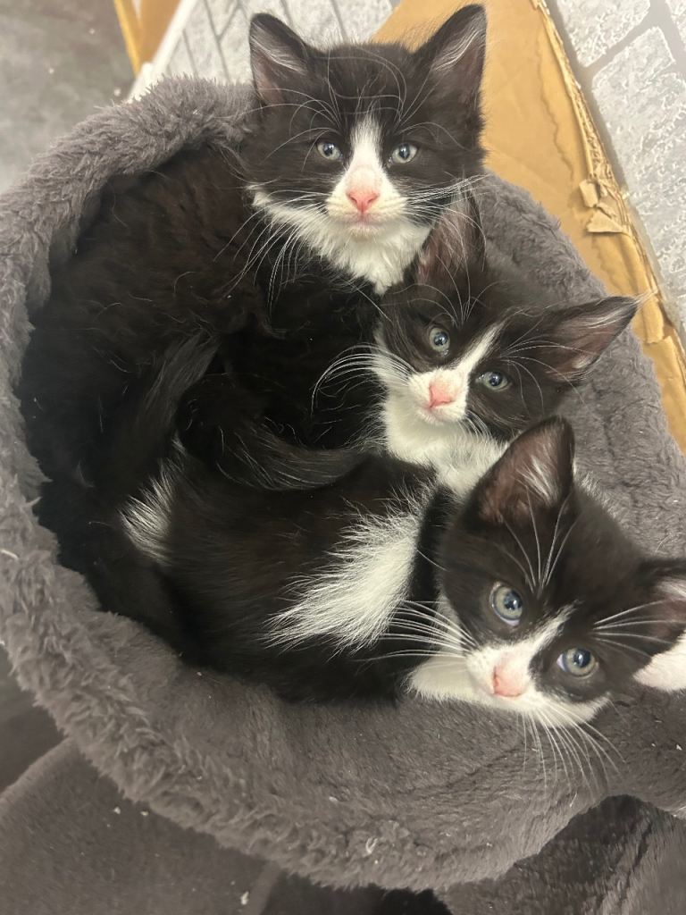 Cute Long haired kittens ready now 
