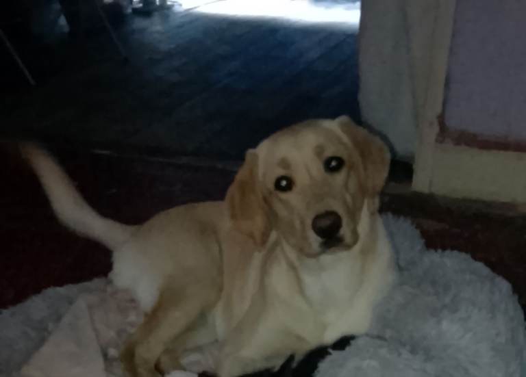Female yellow and white lab  