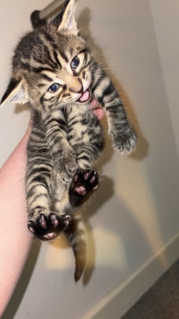 Last of my cats litter/ stunning tabby boy 🐾