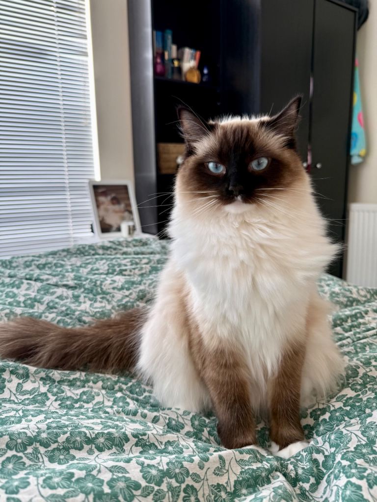 Female Ragdoll Cat Age 1