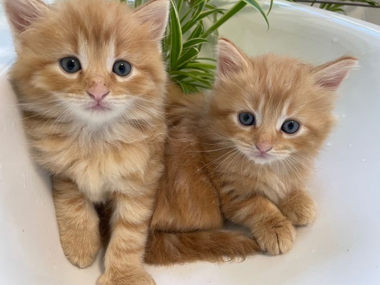 5 Week Old Ginger Tabby Kittens Maine Coon/British Shorthair Mix