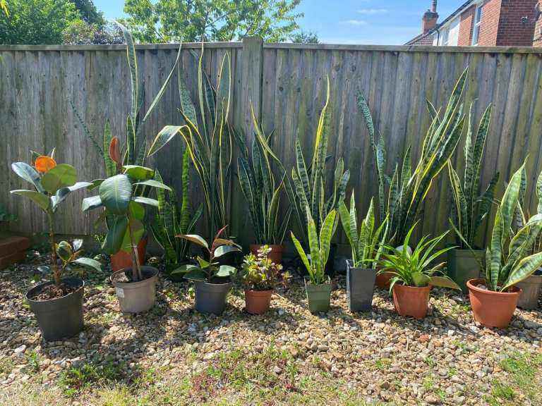 Assorted Home-grown Plants from £10 Southampton, Hampshire
