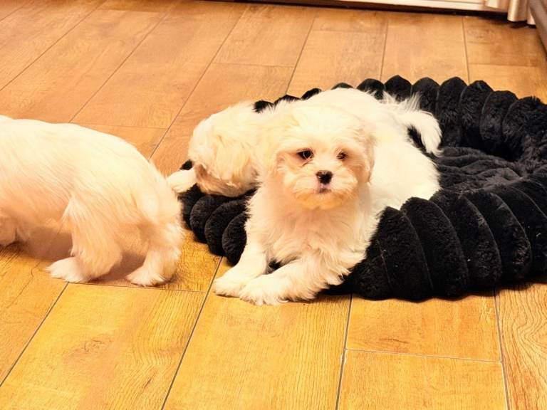 Maltese x shih tzu puppies