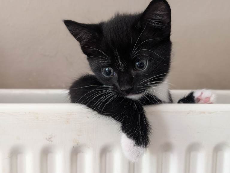 9 week old kittens for sale in Cwm dyserth