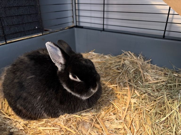 Rabbit female black netherland dwarf 3 years old