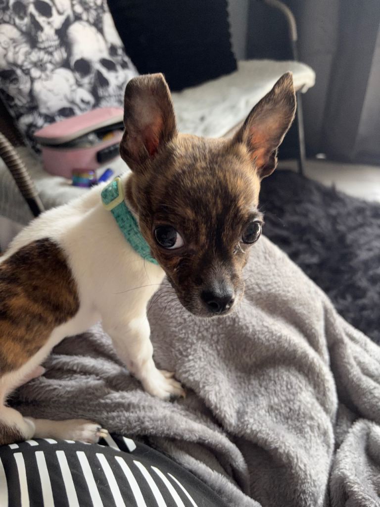 Gorgeous male tea cup chi x jack Russell 