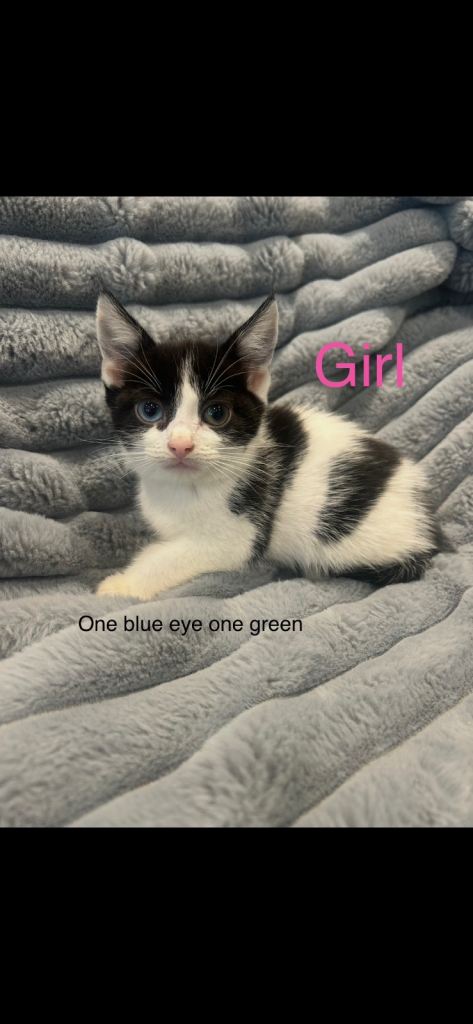6 beautiful kittens looking for their forever home 