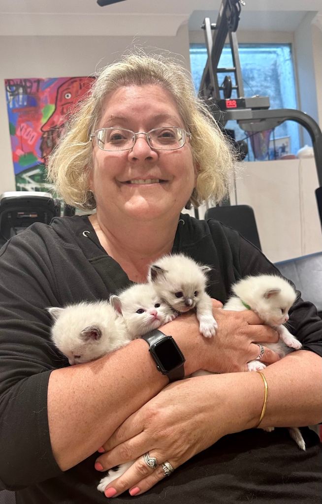 TICA Champion Ragdoll Kittens - brought up in family and used to dogs