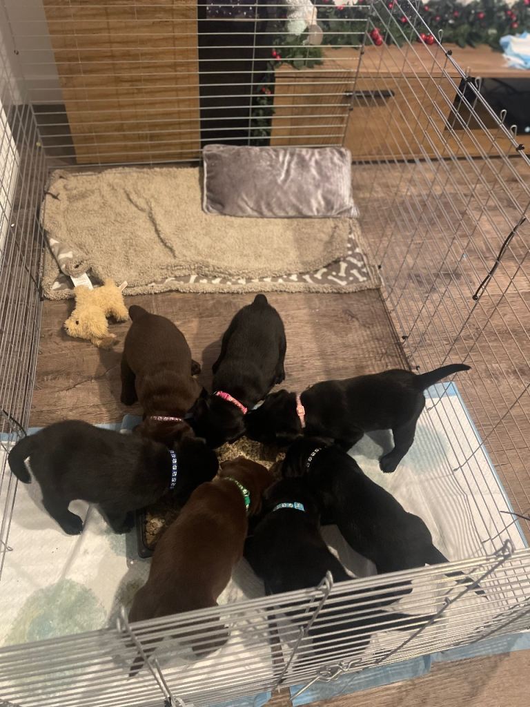 Lovely Labrador Retriever Puppies 