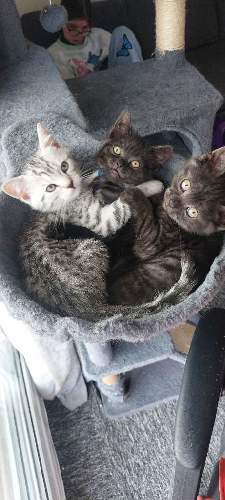 3 british shorthair males.