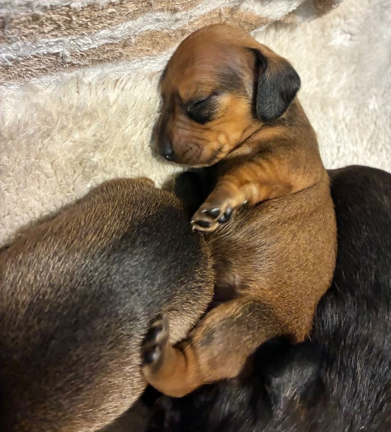 Dachshund miniature puppies