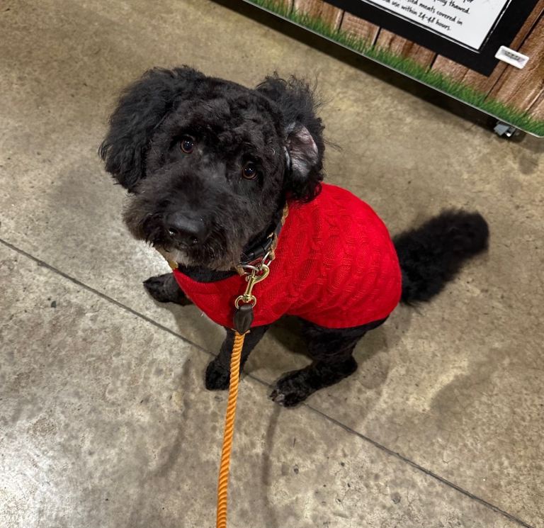 Gorgeous friendly Cockapoo only 2 years old 