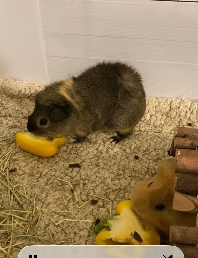 Grey Guinea pig