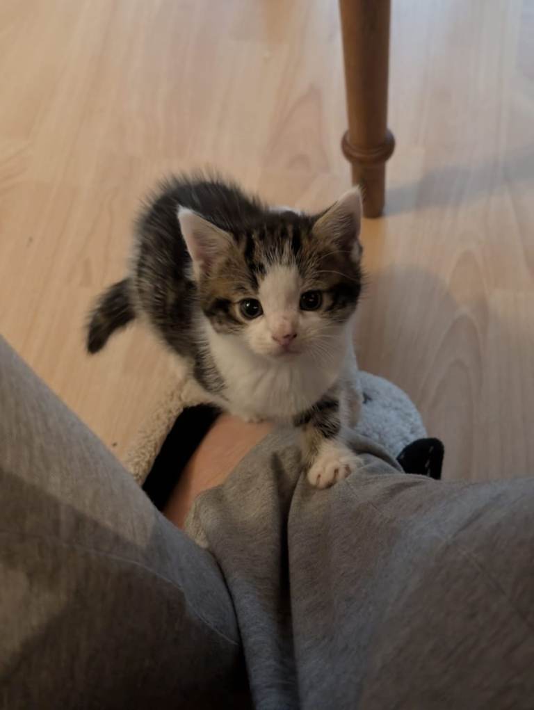 🐾Kittens Looking for a Loving Home🐾