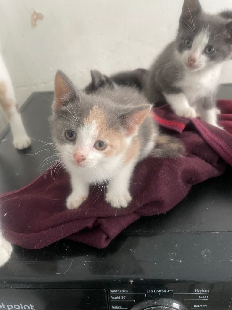4 x beautiful kittens for sale  