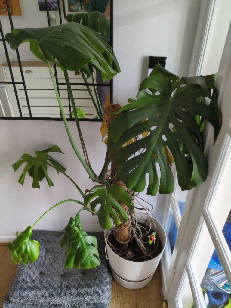 Large Monstera Deliciosa "Cheese" Plant in White Pot