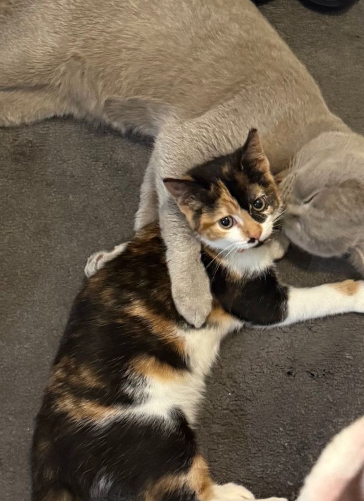 14WEEKS FEMALE CALICO KITTEN CAT