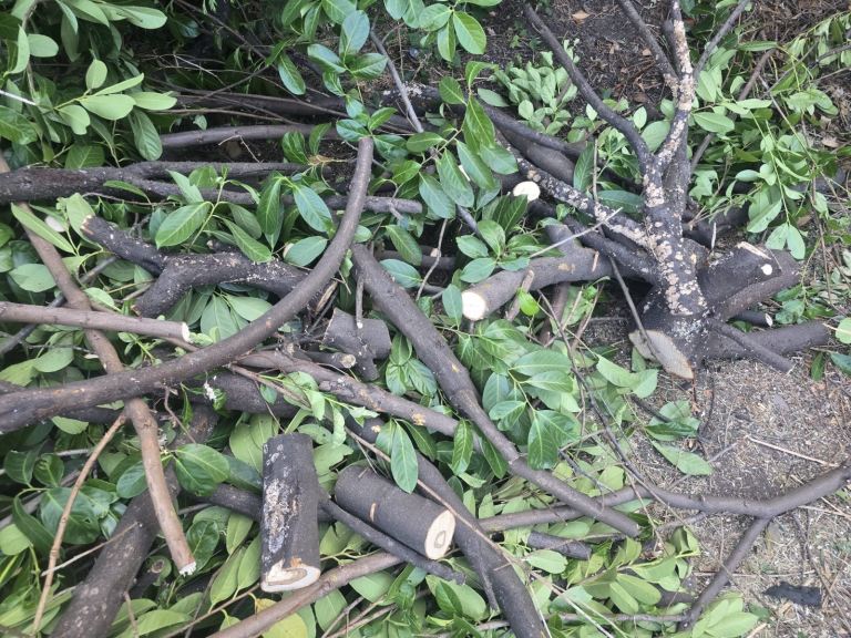Free Garden Branches and Wood Cuttings