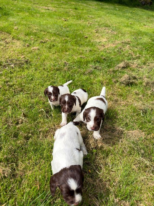 English springer spaniel 
