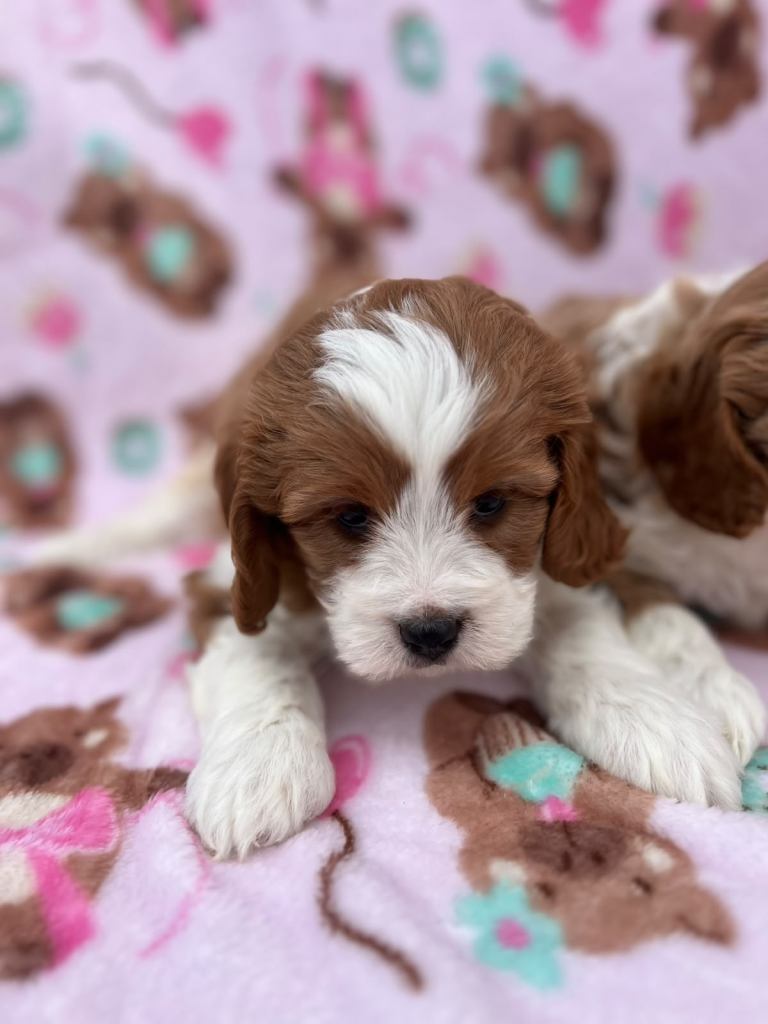 Cavapoo puppies 