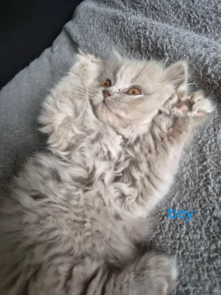 British kitten 