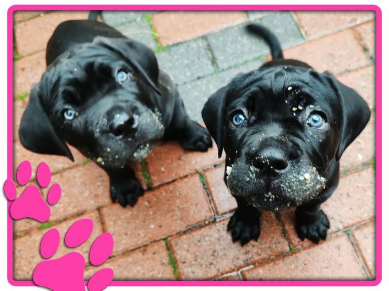 💎 Cane Corso puppies 💎 from a champion bloodline 🏆🏅💜🩷