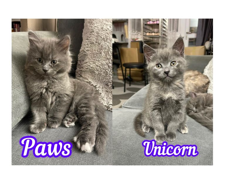 3/4 Maine Coon Kittens (kittens for sale)