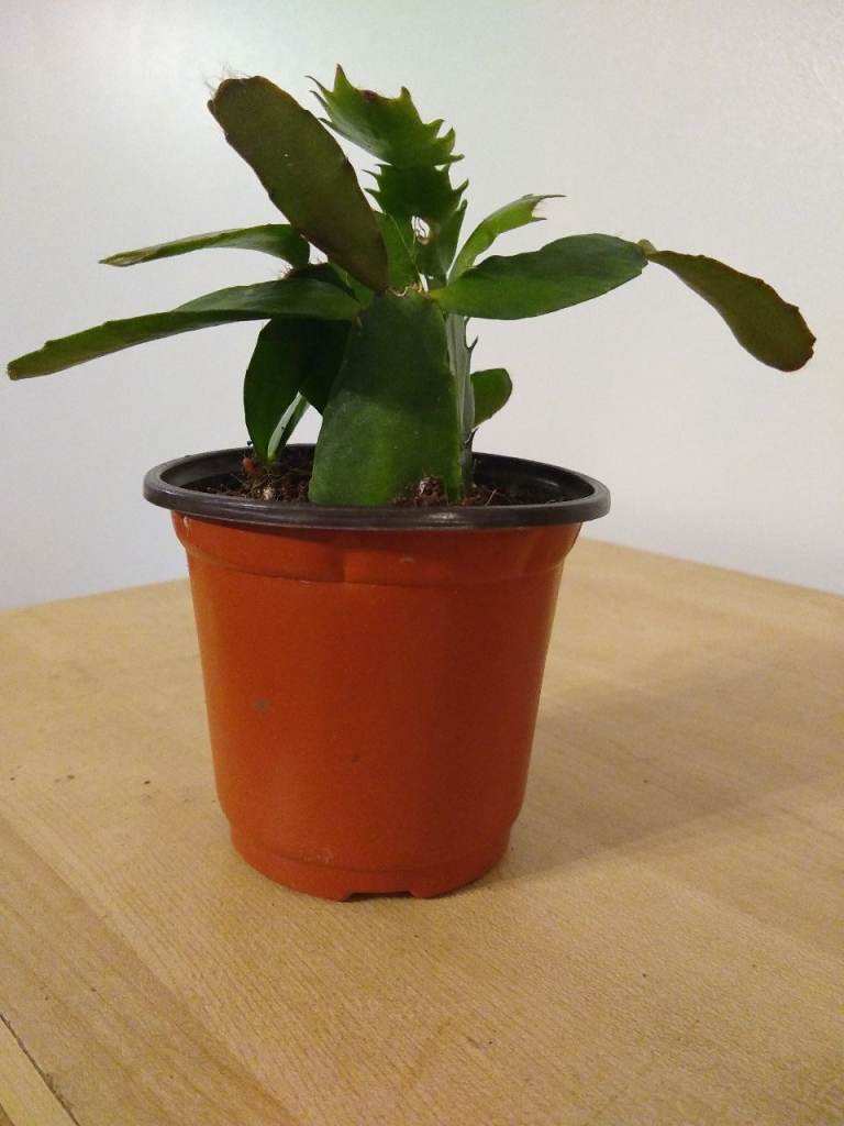 Healthy Christmas Cactus Plant in Pot