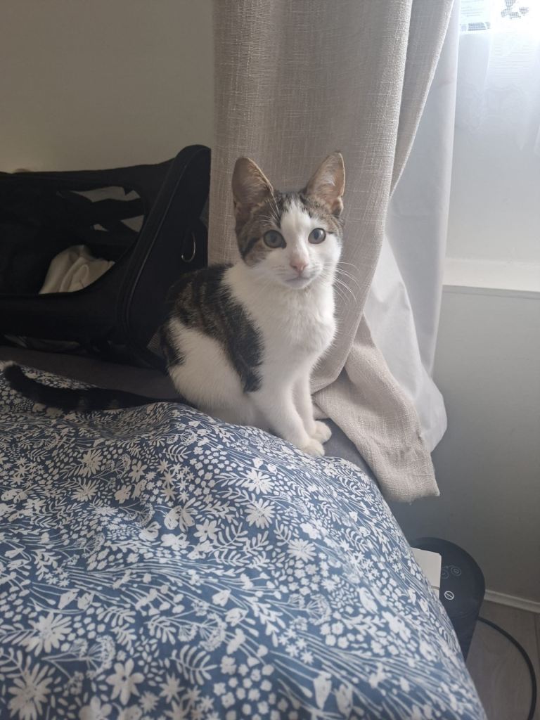 Kitten for sale 