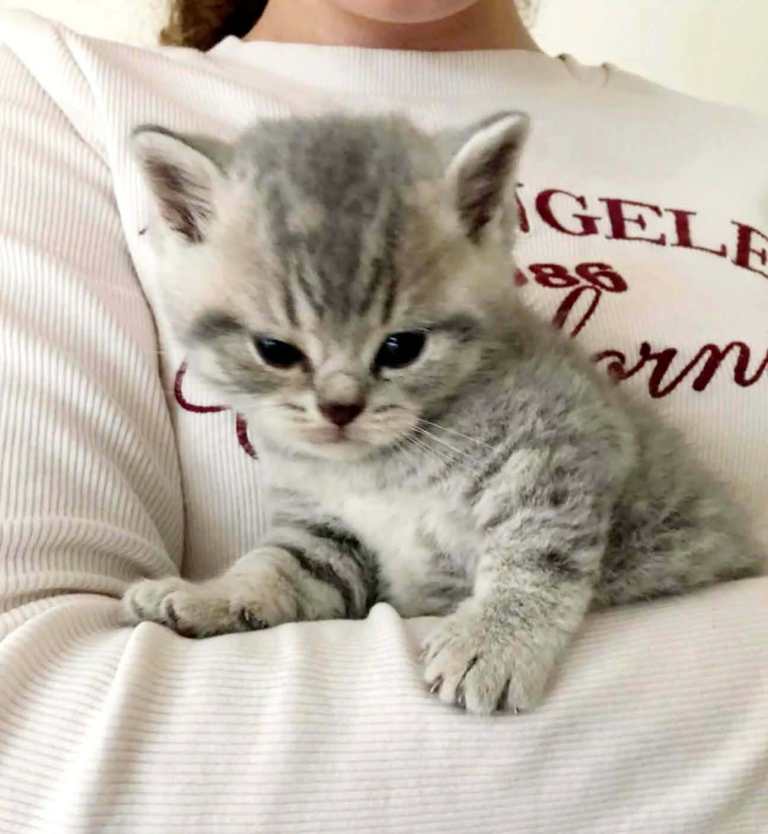 British Shorthair 