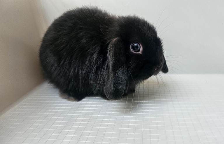 Mini lop girl baby bunnys