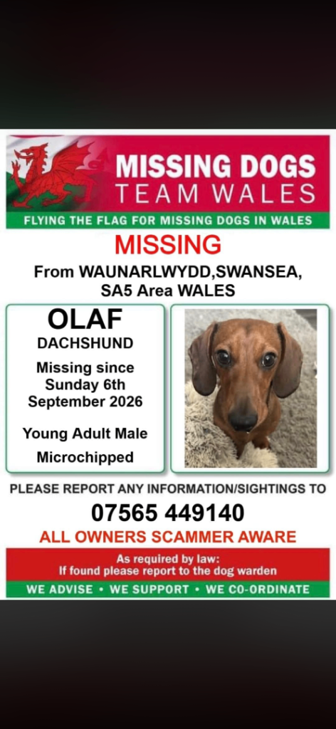 Missing dachshund 