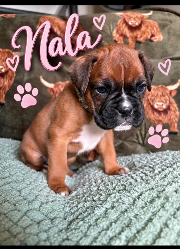 Beautiful Boxer puppies for sale 🐶