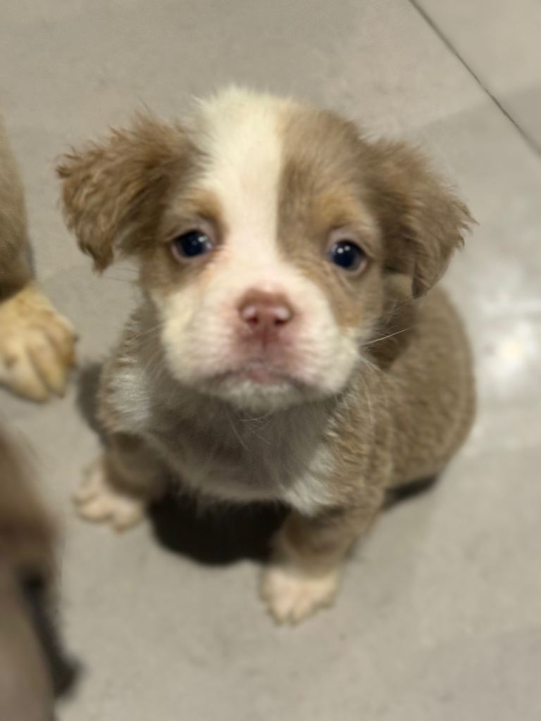 Olde Tyme Fluffy bulldog puppies