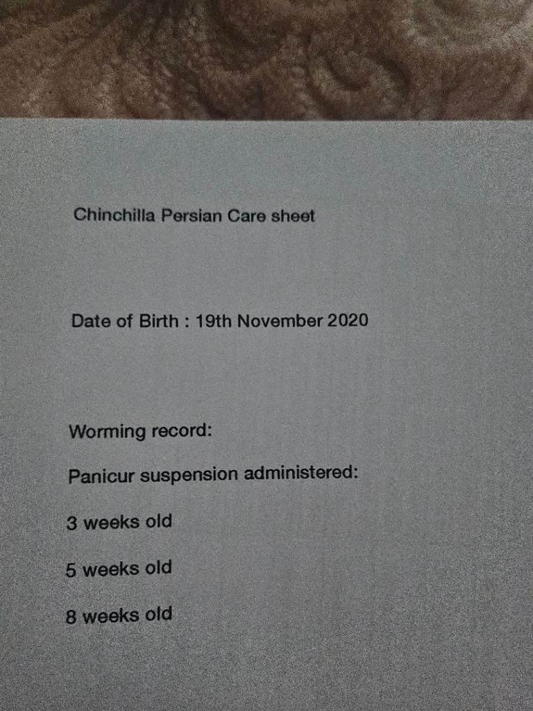 Persian cat for sale