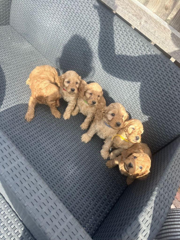 F1 cockapoo puppies 