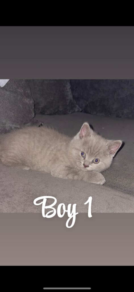 British Short Hair Kittens 