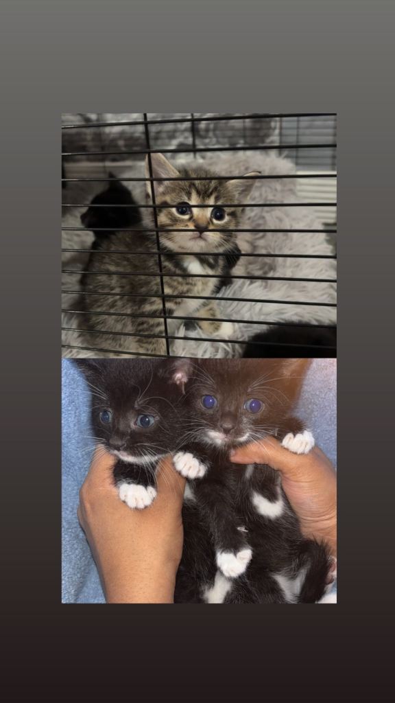 3 beautiful kittens left 