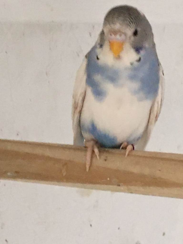 young budgies  + 1 pair 