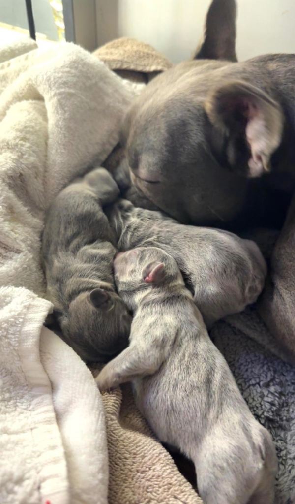 French Bulldog Puppies 