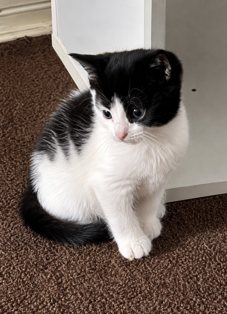Female Kitten