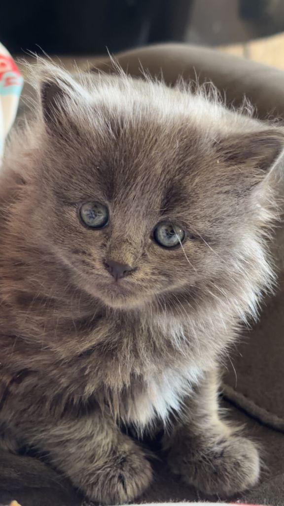 Long haired Russian blue kitten 