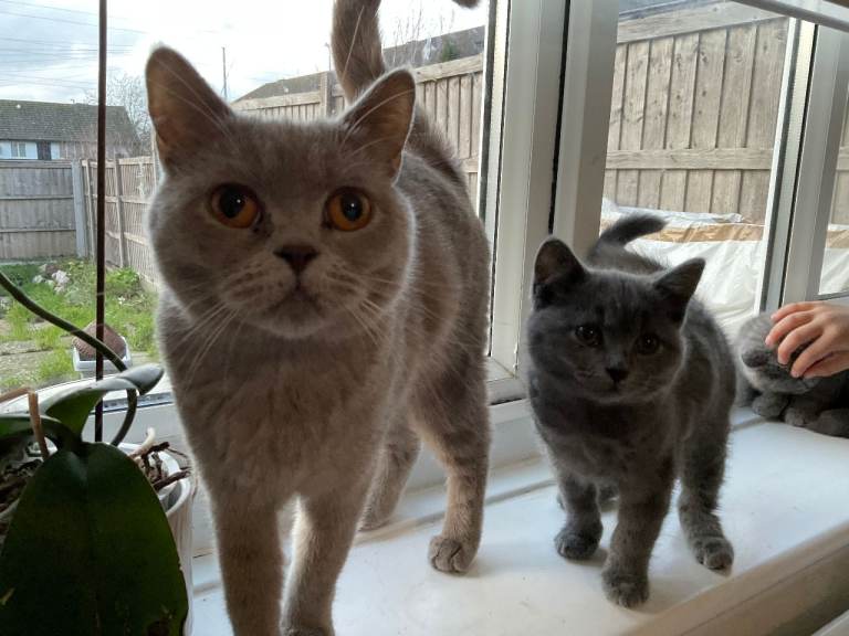 Sweet and Loving Cats Searching for Forever Families