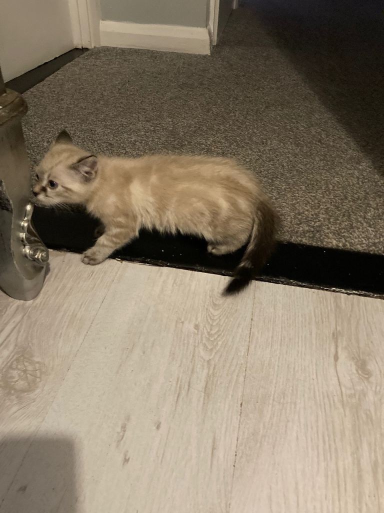Ragdoll x Burmese female kitten