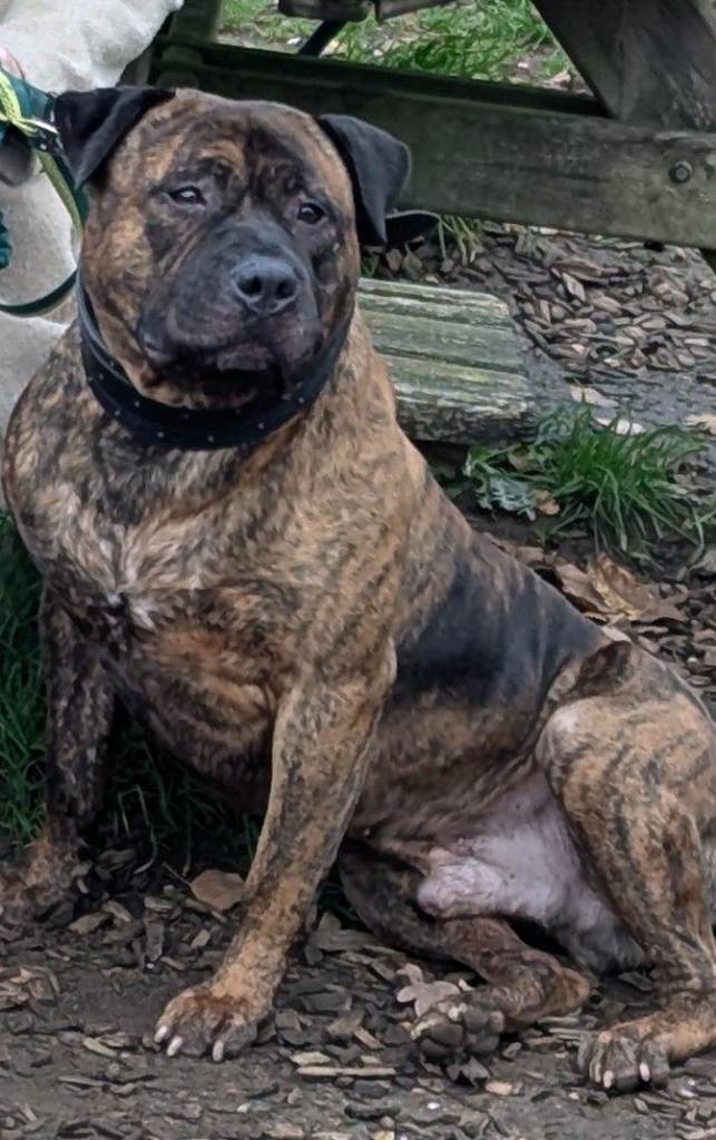 Male staff cross to good home only