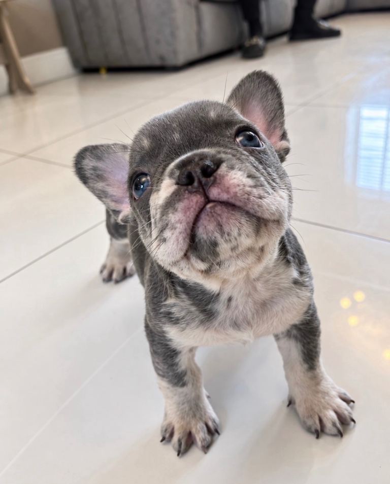 Quality French Bulldog Puppies 