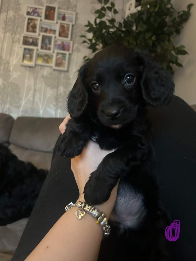 Cockapoo pups 