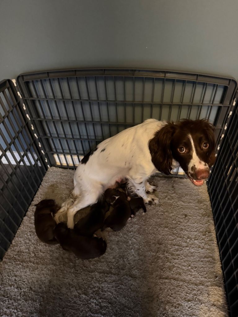 Springer spaniel x staffador pup 🐶 